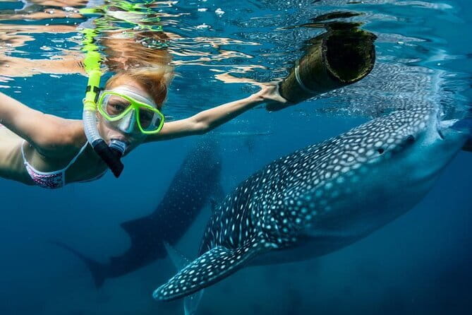 Moalboal Snorkeling, Kawasan Canyoneering with Zipline and Lunch - Who should book this tour?