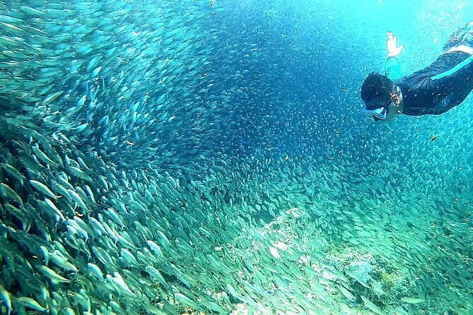 Moalboal Snorkeling, Kawasan Canyoneering with Zipline and Lunch - Three hours around Pescador Island