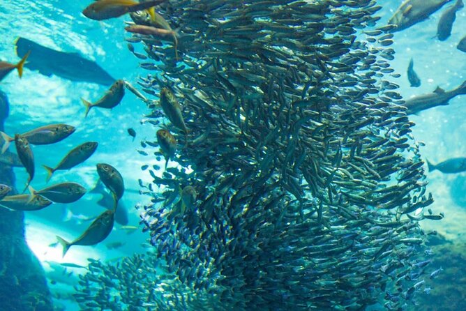 Napaling Sardine Run in Bohol - Why Napaling’s sardines are worth seeing
