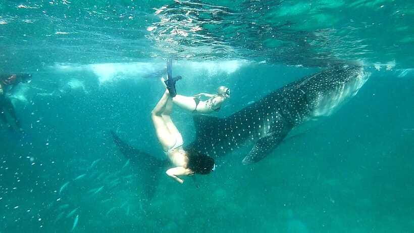 Oslob Cebu: Whale Shark Watching Day Tour - Should you book the Oslob whale shark tour?