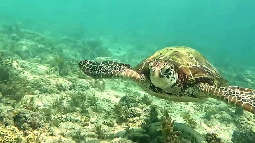 Oslob Whale Shark, Aguinid Falls & Moalboal Snorkeling - What to pack for this exact day