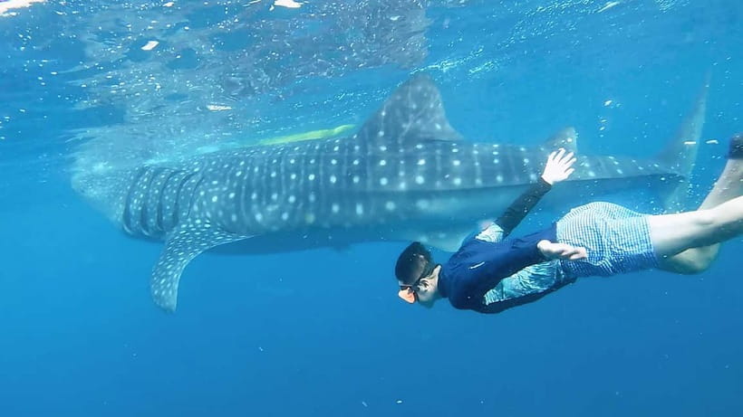 Oslob Whale Shark, Aguinid Falls & Moalboal Snorkeling - Badian lunch and a useful reset