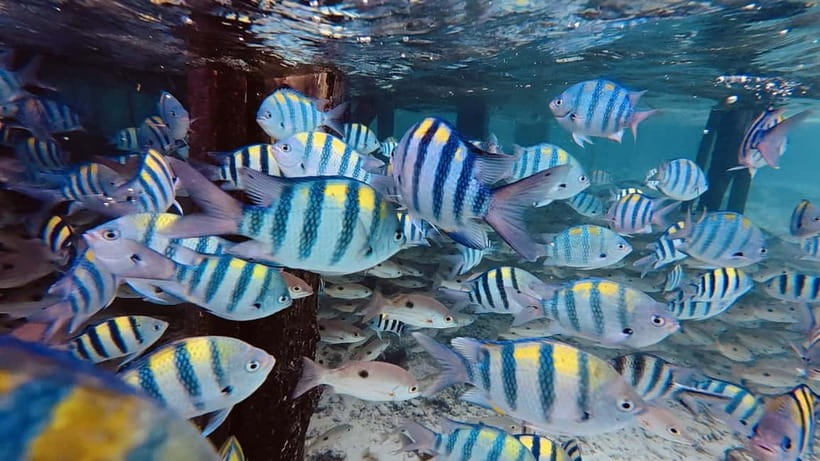 Oslob Whale Shark, Aguinid Falls & Moalboal Snorkeling - Moalboal’s sardines and turtle snorkeling