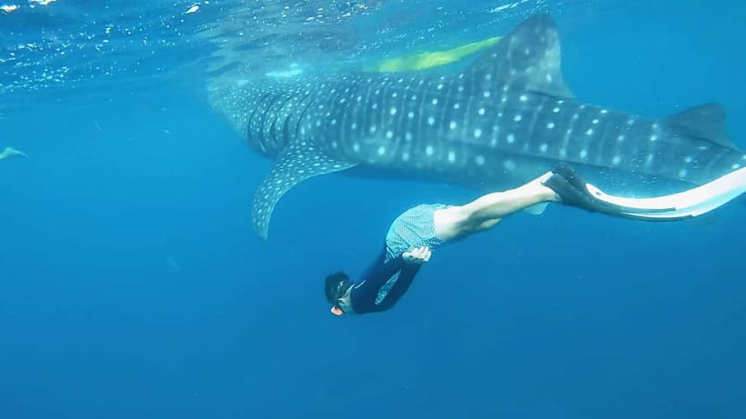 Oslob Whale Shark, Aguinid Falls & Moalboal Snorkeling - Private transport makes the long route easier