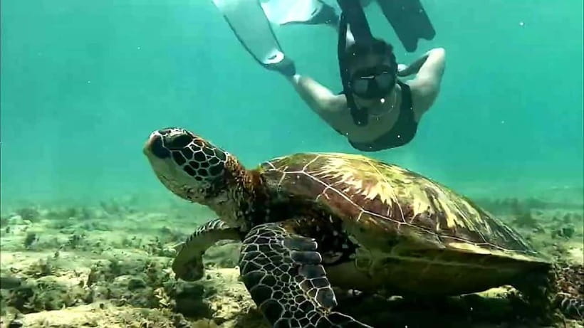 Oslob Whale Shark, Aguinid Falls & Moalboal Snorkeling - Is $118 a fair price?