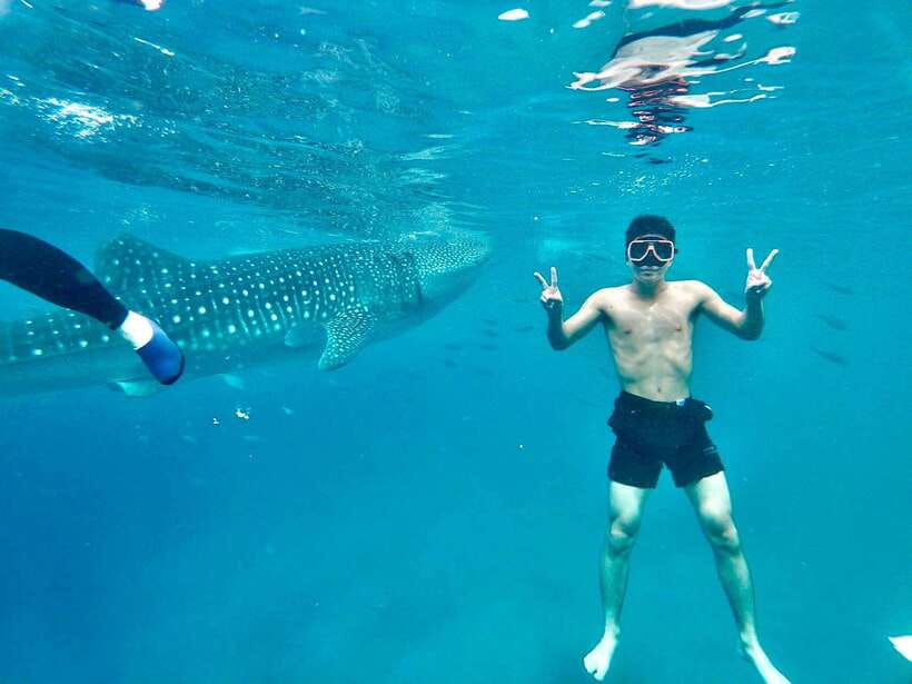 Oslob Whale Shark Direct - Why Oslob Makes a Strong Cebu Day Trip