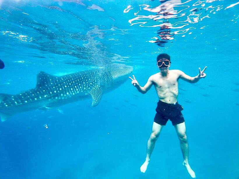 Oslob Whale Shark Direct - Whale Shark Swimming in Oslob
