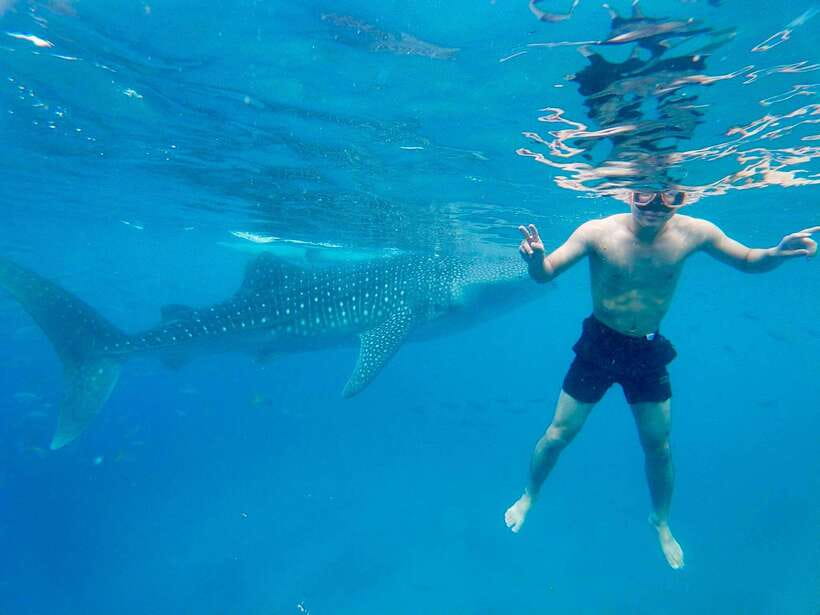 Oslob Whale Shark Direct - The Four-Hour Duration Needs Clarification