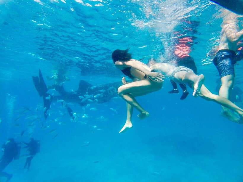 Oslob Whale Shark Direct - The 2 a.m. Pickup From Cebu City or Lapu-Lapu City