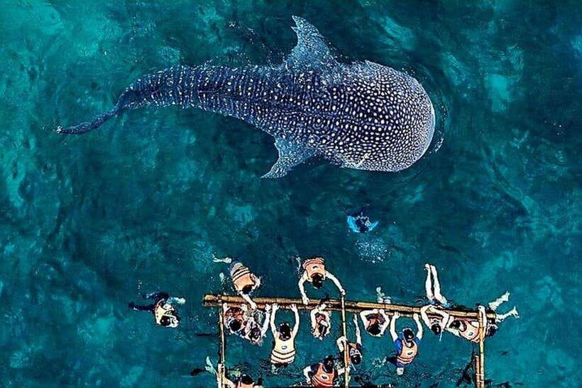 Oslob: Whale Shark Encounter, Ka-Treasure Falls & Simala - Why this Cebu day trip works