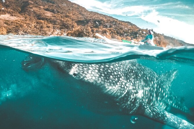 Oslob Whale Shark Private Tour with Sumilon & Tumalog Falls - The 3:00 am start and the long Cebu drive
