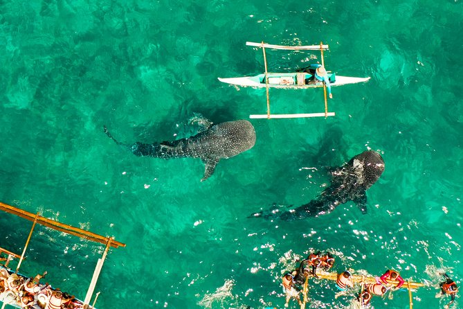 Oslob Whale Shark Snorkeling & Kawasan Canyoning Tour - Kawasan Falls turns sightseeing into exercise