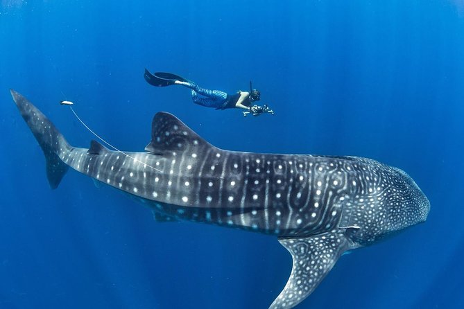 Oslob Whale Shark Snorkeling & Pescador & Sardine Run & Turtle - The day at a glance