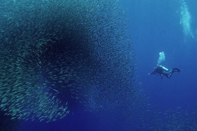 Oslob Whale Shark Snorkeling & Pescador & Sardine Run & Turtle - Why this packed Cebu day appeals