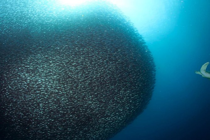 Oslob Whale Shark Snorkeling & Pescador & Sardine Run & Turtle - Oslob whale sharks and the long queue