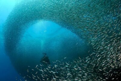 Oslob Whale Shark Snorkeling & Pescador & Sardine Run & Turtle - Leaving Cebu before sunrise