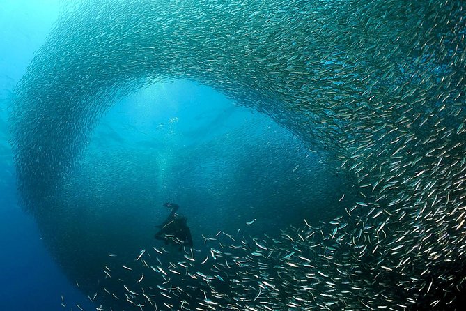 Oslob Whale Shark Snorkeling & Pescador & Sardine Run & Turtle - Leaving Cebu before sunrise