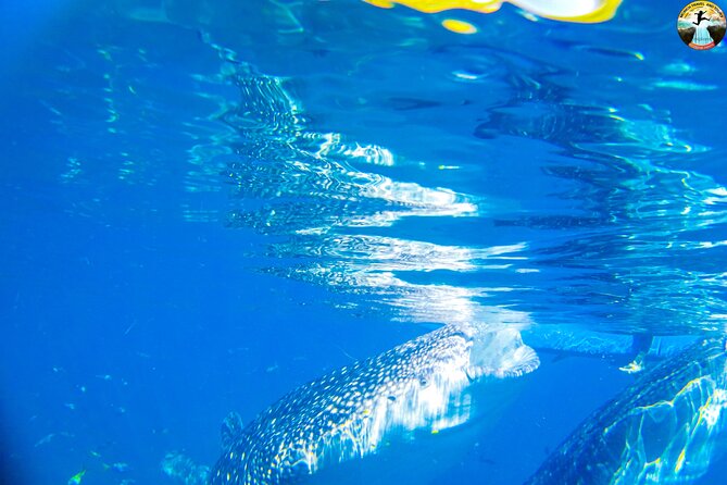 Oslob Whale Shark Swimming and Kawasan Falls Swimming Tour - Why the whale shark stop makes the early alarm worthwhile