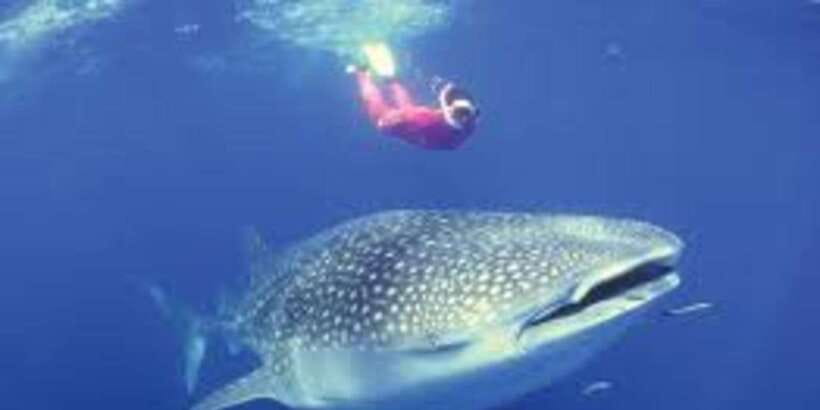 Oslob: Whale shark swimming, Tumalog Falls, Sumilon Sandbar - Lunch, then the road to Moalboal
