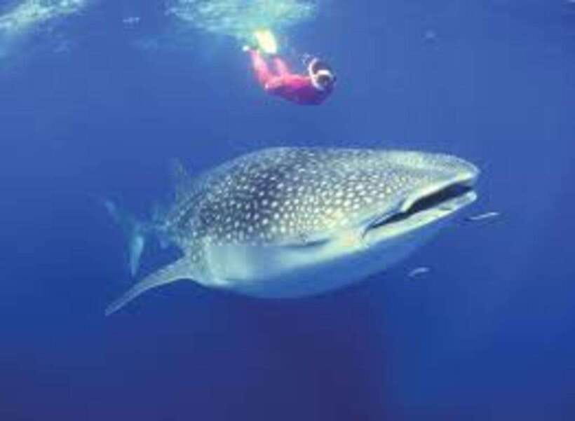 Oslob: Whale shark swimming, Tumalog Falls, Sumilon Sandbar - Leaving at 4 AM for Oslob