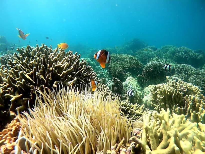 Oslob: Whale Shark Tour with Sumilon & Moalboal Snorkeling - Should you book it?