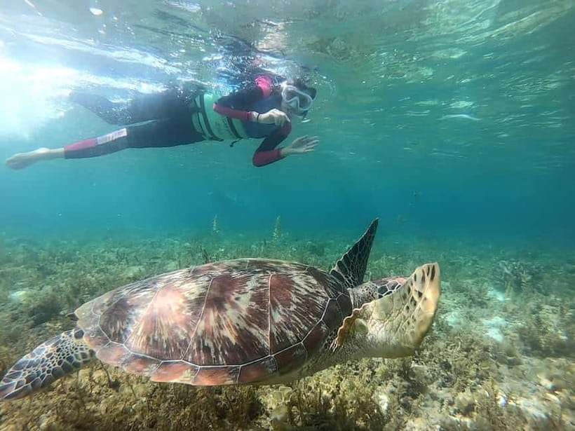 Oslob: Whale Shark Tour with Sumilon & Moalboal Snorkeling - Oslob whale sharks: thrilling, crowded, and ethically complicated