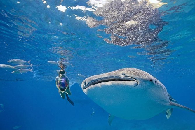 Oslob Whale Shark & Tumalog Falls & Kawasan Falls Canyoneering - The hard truth about time on the road