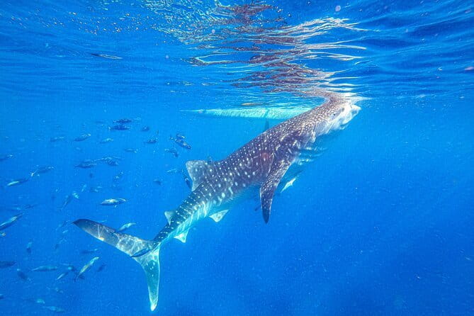 Oslob Whale Shark & Tumalog Waterfalls & Sumilon Sandbar - Key points at a glance