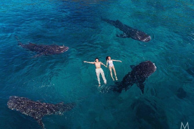 Oslob Whale Shark & Tumalog Waterfalls & Sumilon Sandbar - Swimming with whale sharks in Oslob