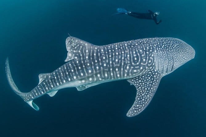 Oslob Whale Shark & Tumalog Waterfalls & Sumilon Sandbar - Two hours on Sumilon Island’s white sandbar