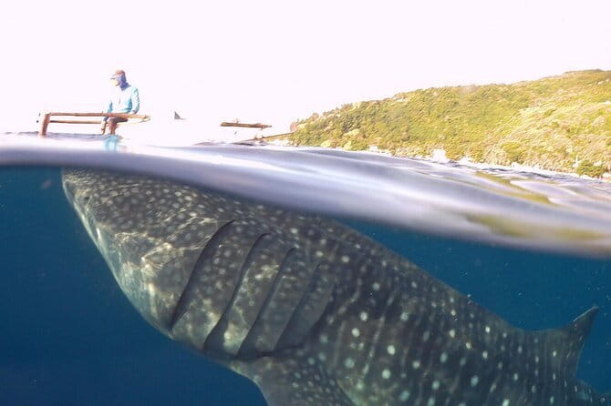 Oslob Whale Shark & Tumalog Waterfalls & Sumilon Sandbar - What the $115 price really covers