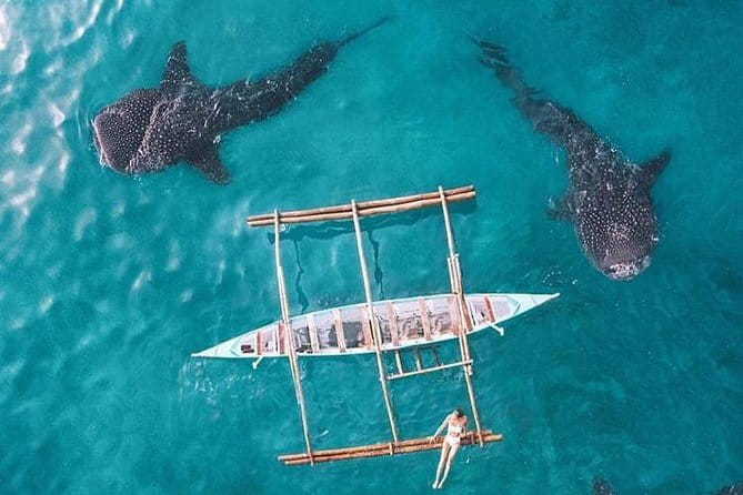 Oslob Whale Shark & Tumalog Waterfalls & Sumilon Sandbar - Guides, insurance, and group size