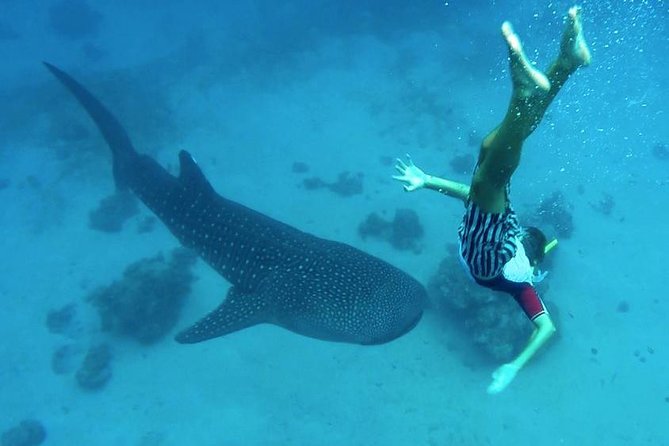 Oslob Whale Shark Watching - The whale shark rules and the sighting warning
