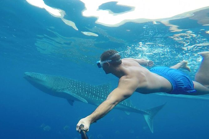 Oslob Whale Shark Watching - How the guides and drivers shape the day