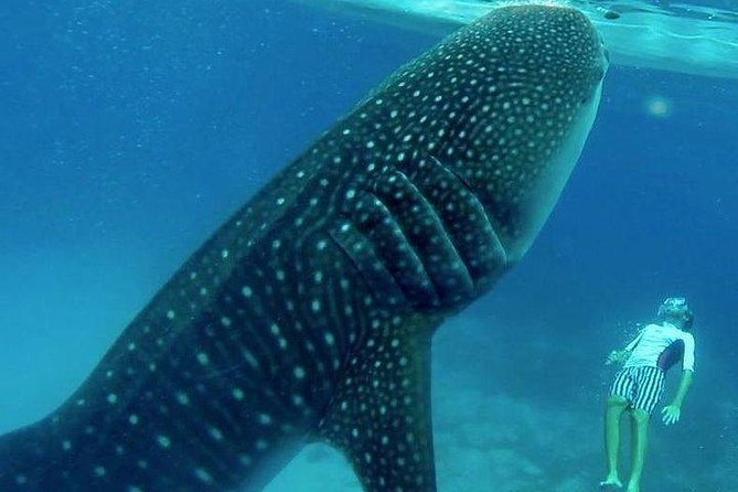 Oslob Whale Shark watching + Canyoneering Adventure Tour - Why This Tour Takes So Long