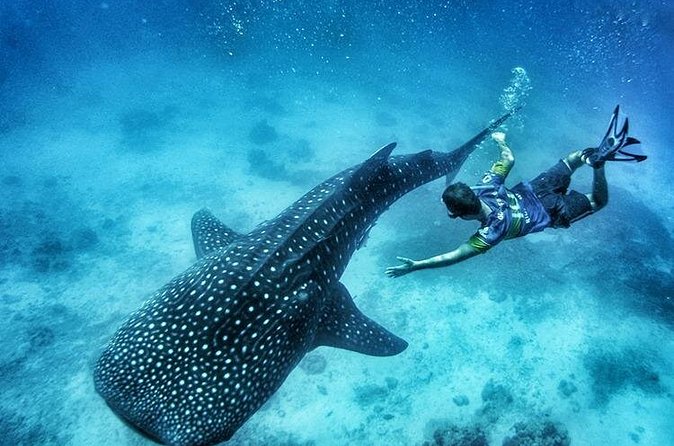 Oslob Whale Shark Watching + Kawasan Falls Day Tour - Booking details and cancellation terms