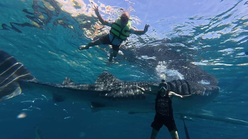 Oslob: Whale Shark Watching Private tour - Key Points at a Glance