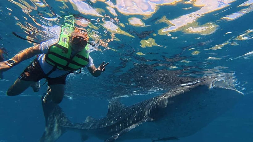 Oslob: Whale Shark Watching Private tour - What This Cebu Water Adventure Actually Includes