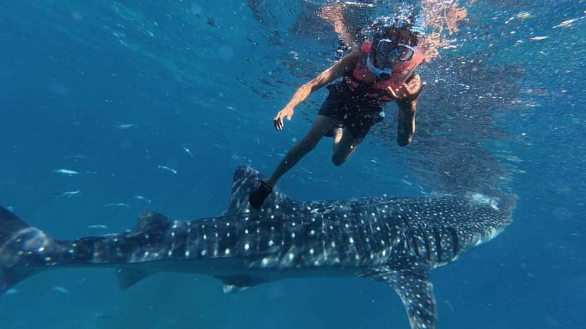 Oslob: Whale Shark Watching Private tour - The Whale Shark Morning at Tan-Awan