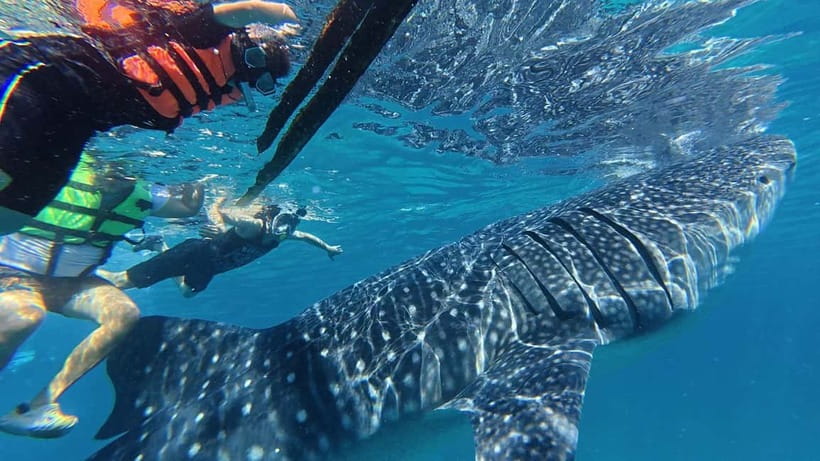 Oslob: Whale Shark Watching Private tour - The Ethical Question You Should Consider First