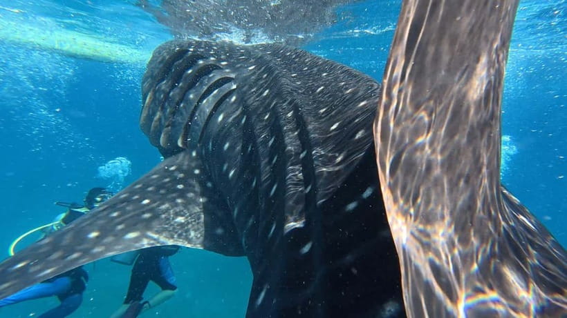 Oslob: Whale Shark Watching Private tour - The Road to Kawasan Falls