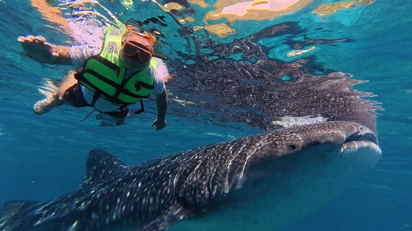 Oslob: Whale Shark Watching Private tour - Is $144 Per Person Good Value?