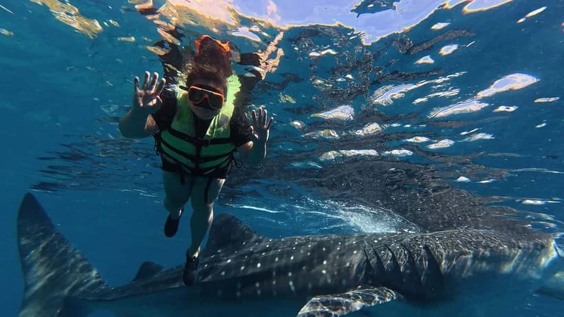 Oslob: Whale Shark Watching Private tour - A 3:00 AM Start From Cebu or Lapu-Lapu City