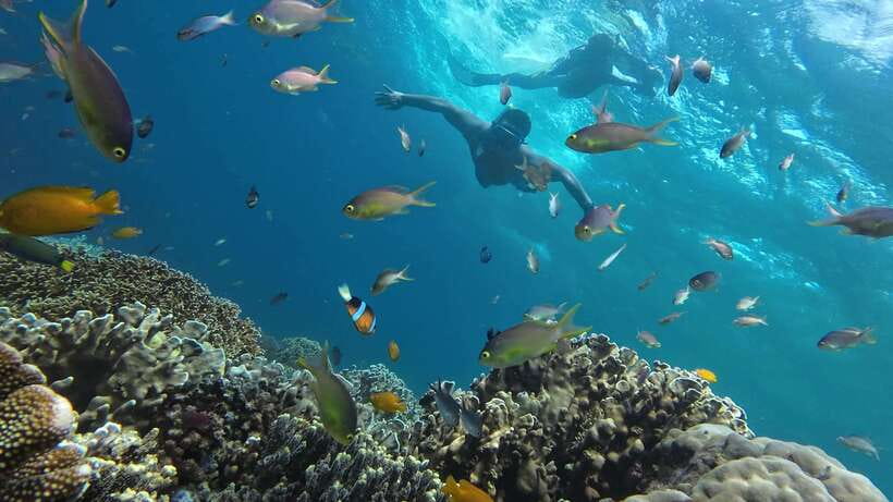 Oslob: Whale Sharks, Inambakan Falls & Moalboal Sardines - What the $132 price really covers