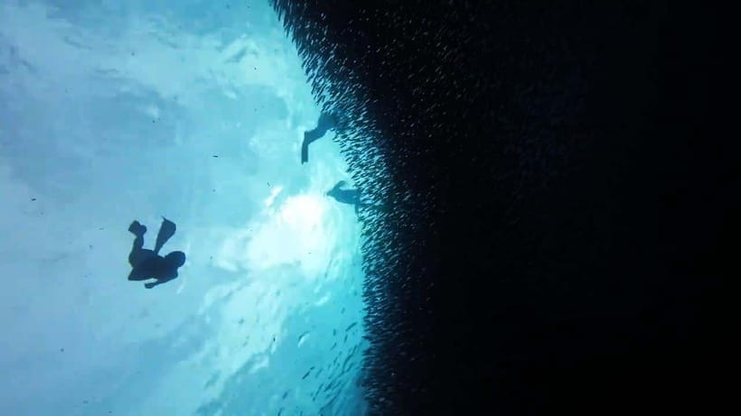 Oslob: Whale Sharks, Inambakan Falls & Moalboal Sardines - Who will enjoy this most