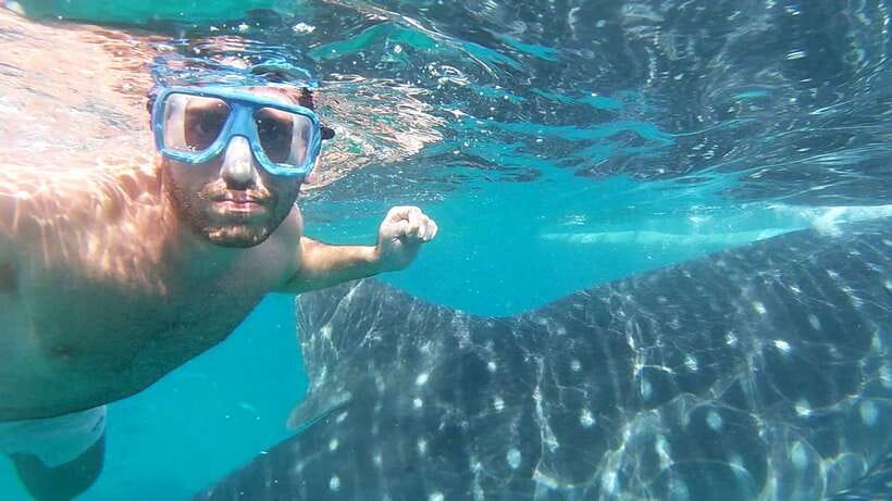 Oslob: Whale Sharks, Inambakan Falls & Moalboal Sardines - The Oslob whale shark morning