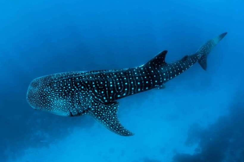 Oslob: Whale Sharks, Tumalog Falls, & Monkey Sanctuary Tour - Lunch and a sweet stop in Carcar City