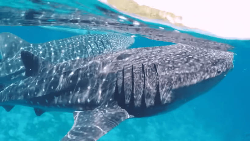 Oslob: Whale Sharks, Tumalog Falls & Sumilon Trio Adventure - Why this three-stop Cebu day works