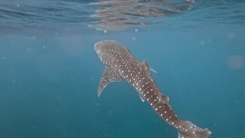 Oslob: Whale Sharks, Tumalog Falls & Sumilon Trio Adventure - The early car ride to Oslob