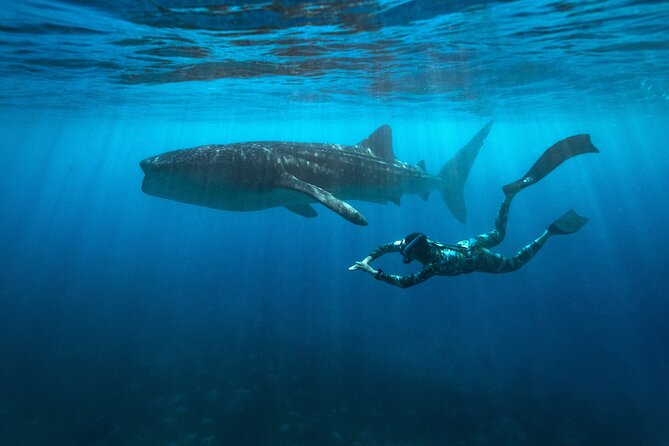 Oslob Whaleshark and Kawasan Falls Tour - Key points to know before booking